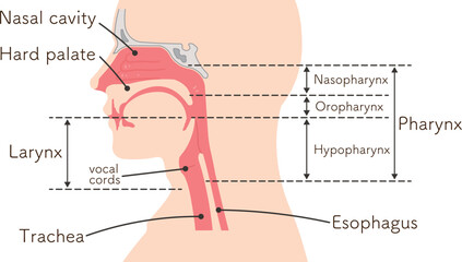larynx、pharynx、vocal cord,trachea、cerebrum、cerebellum、illustration