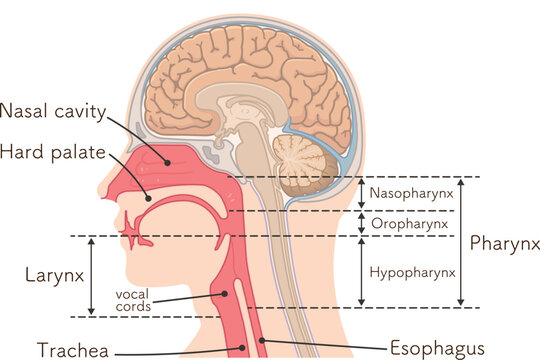 larynx、pharynx、vocal cord,trachea、cerebrum、cerebellum、illustration