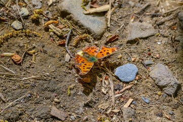 Eastern Comma Butterfly