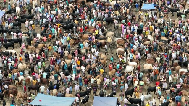 Cattle market, Livestock market, Thousands of cows are lined up to be sold at a bustling cattle market in Bangladesh. Over 50,000 of the animals are gathered together by farmers.