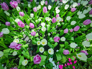 Beautiful pink tulips flower in the garden.