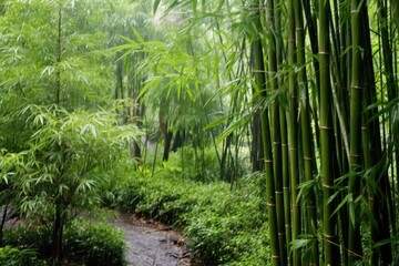 Rain-Kissed Bamboo Grove Path: Lush Green Canopy & Tranquil Serenity