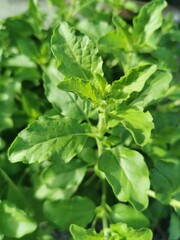 White Holy Basil .Ocimum tenuiflorum, commonly known as holy basil, tulsi or tulasi, and tamole, damole, ... which tends to be more pungent, and a 