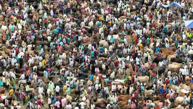 Cattle market, Livestock market, Thousands of cows are lined up to be sold at a bustling cattle market in Bangladesh. Over 50,000 of the animals are gathered together by farmers.