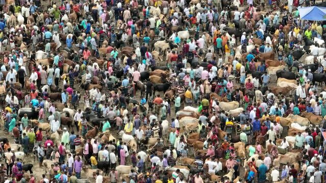 Cattle market, Livestock market, Thousands of cows are lined up to be sold at a bustling cattle market in Bangladesh. Over 50,000 of the animals are gathered together by farmers.