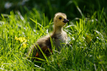 Young canadian goose in park