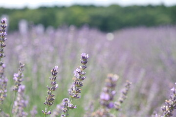 ラベンダー畑　lavender field
