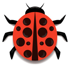 ladybug