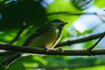Titmouse sits on a tree