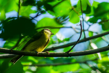 Titmouse sits on a tree