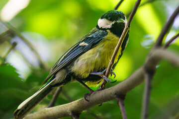 Titmouse sits on a tree