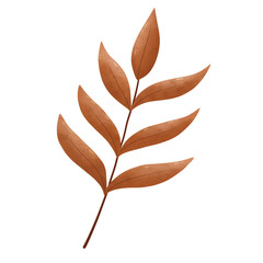 leaves isolated  autumn