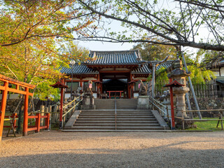 早朝の氷室神社と四脚門の風景