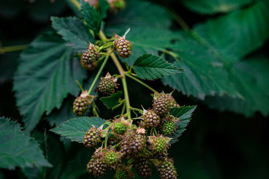 Berries in the garden