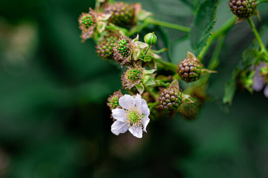 Berries in the garden