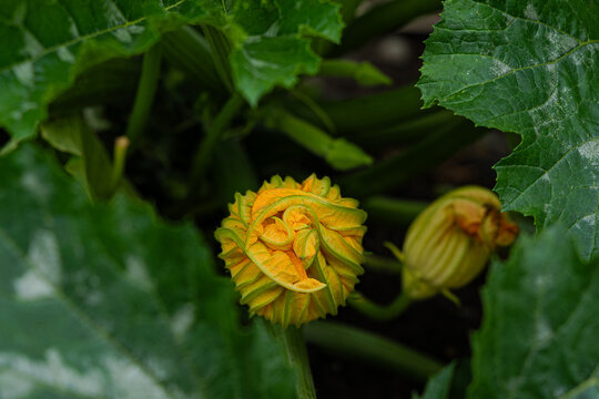 yellow flowers in the garden