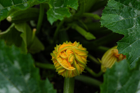 yellow flower in the garden
