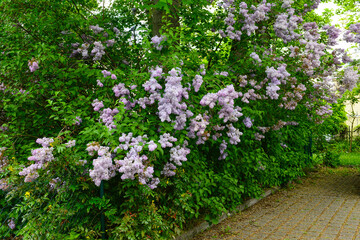 Fototapeta na wymiar Beautiful violet lilac tree in park on spring day