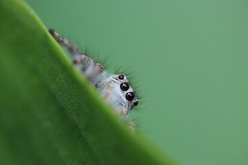 Close up of a jumping spider hiding behind a leaf