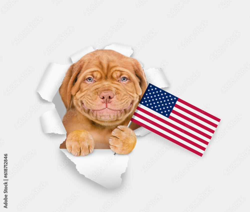 Poster smiling mastiff puppy wearing like uncle sam looking through a hole in paper. isolated on white back