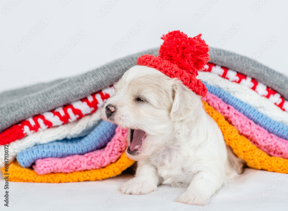 Poster yawning bichon frise puppy wearing tiny cap lying under stack of warm plaids in cold autumn or winte