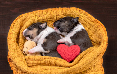 Two tiny newborn Bull terrier puppies  puppies sleep together under a warm plaid with a toy teddy...