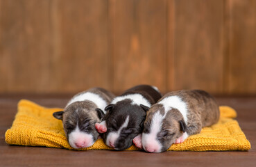 Three tiny newborn Bull terrier  puppies sleep together on warm plaid