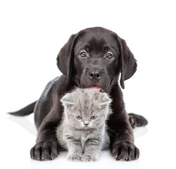 Black labrador puppy hugs tiny kitten. Isolated on white background