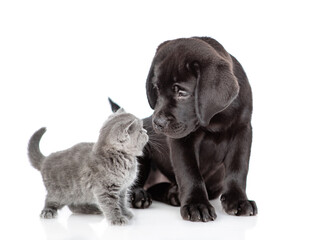 Friendly black labrador puppy sniffs tiny kitten. Isolated on white background