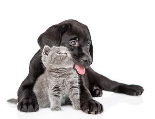 Black labrador puppy hugs tiny kitten. Pets look away on empty space together. Isolated on white background