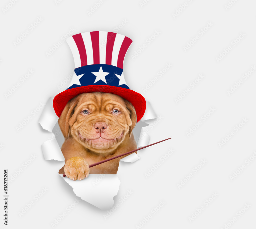 Poster happy mastiff puppy wearing like uncle sam looking through a hole in paper and points away on empty 