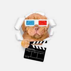 Serious puppy wearing 3d glasses looking through the hole in white paper and holding clapper board for making video cinema
