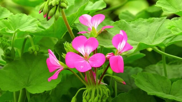 Pink flowering geranium in bloom. Pink geraniums in garden in spring - spring flower
