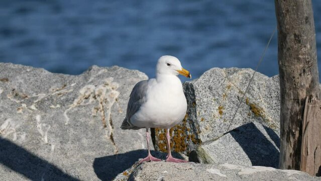 Seagull perched on a rock at White Rock Pier in British Columbia, Canada.