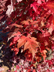 Stunning autumn leaves photos in various colors and compositions, perfect for capturing the essence of the fall season..