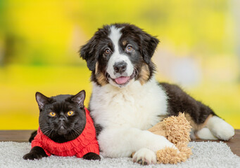 Australian shepherd dog lying with black cat at summer park