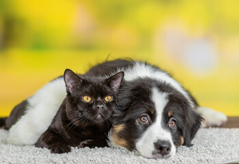 Sad Australian shepherd dog hugs black cat at summer park