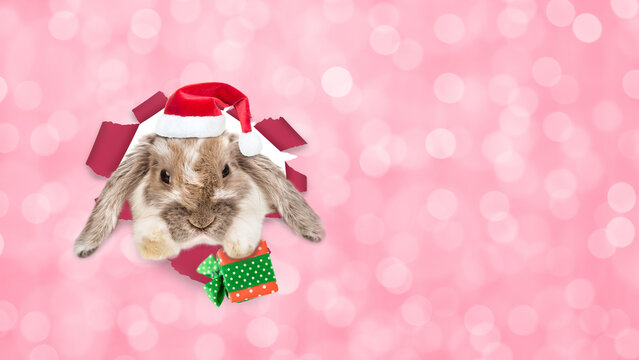 Lop-eared Easter rabbit wearing red santa's hat looking through a hole in paper and holding gift box. Shade trendy color of the year 2023 - Viva Magenta background. Empty space for text - Powered by Adobe
