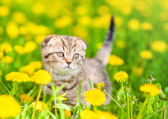 Tiny taby kitten walks on dandelion lawn