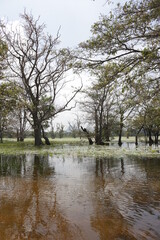 the river in the park