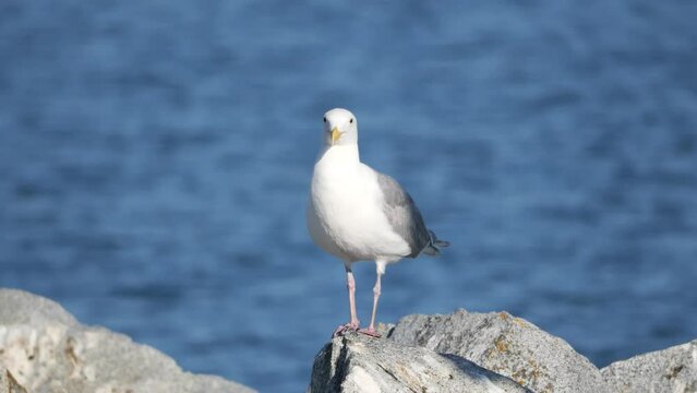 Seagull perched on a rock at White Rock Pier in British Columbia, Canada.