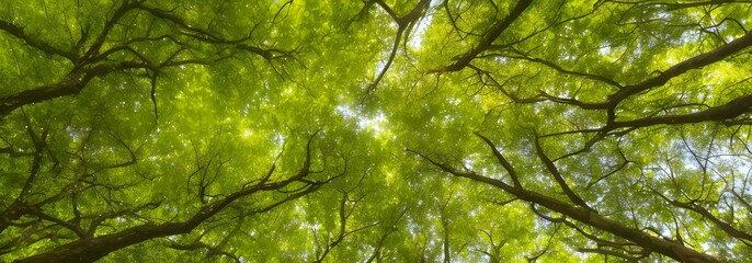 森の中から木を見上げると木漏れ日が差している