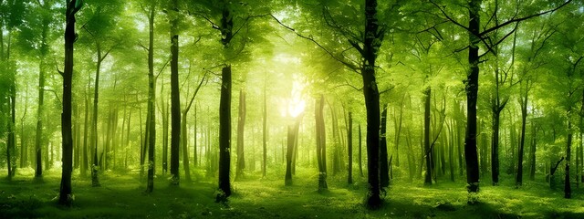 Obraz na płótnie Canvas 自然の緑の林の間から差し込む陽の光