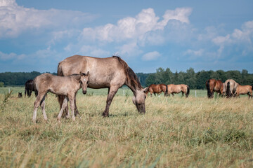 Naklejka na ściany i meble Beautiful thoroughbred horses graze on a summer field after rain.