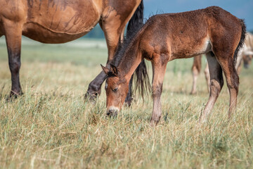 Beautiful thoroughbred horses graze on a summer field after rain.