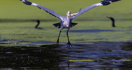 Grey heron (Ardea cinerea) bird in flight over the river with fish on the beak.