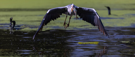 Grey heron (Ardea cinerea) bird in flight over the river with fish on the beak.
