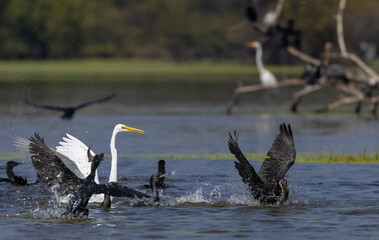 Intermediate egret (Ardea intermedia) snatching fish from oriental darter while fighting in river at forest.