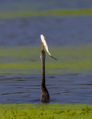 Oriental darter (Anhinga melanogaster) or snake bird fishing in river.