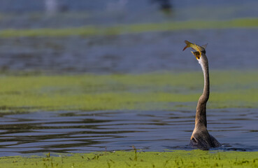 Oriental darter (Anhinga melanogaster) or snake bird fishing in river.